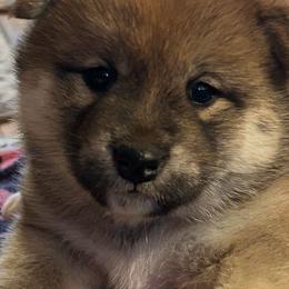 Malachi - Red male Shiba Inu puppy in Lake Havasu City, Arizona from MarshDancer's Beautiful Babes Shiba Inu
