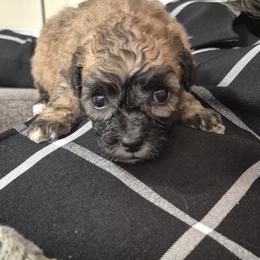 Timon - Merle male Shichon puppy in Pacolet, South Carolina from Kelli's Kennels