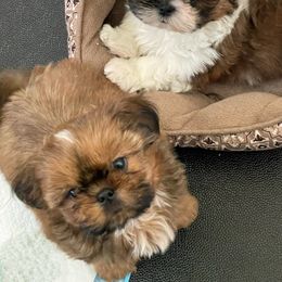 Shih Tzu Puppies from Pikes Peak Shih Tzu