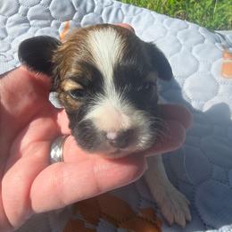 MOCHA JOE - Red white and sable male Papillon puppy in Hollister, Missouri from Swan Creek Kennel