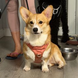 Dex - Pembroke Welsh Corgi