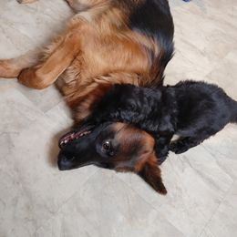 Everest - German Shepherd