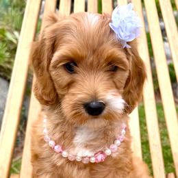Rabbit - Red female Australian Labradoodle puppy in Upland, California from Kings Labradoodles