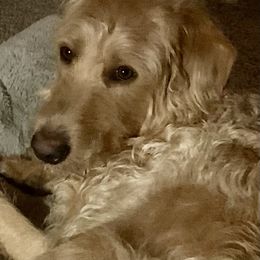 Double Doodle Puppies from Riverside Doodles in Seattle