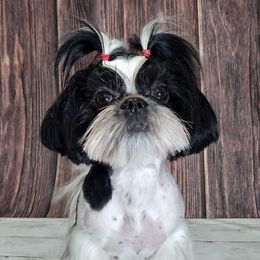 Lexi - Shih Tzu