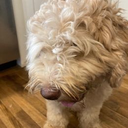 Annie - Australian Labradoodle