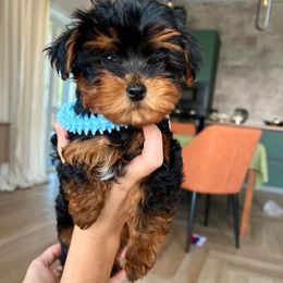 Turbo- 2400 - Black and tan male Yorkshire Terrier puppy in Surprise, Arizona from Luxury Pups AZ