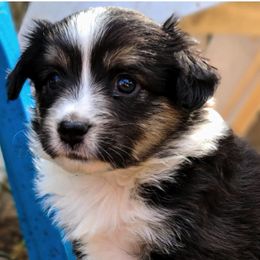 Australian Shepherds, Miniature Australian Shepherds, and Toy Australian Shepherds from Within The Nile Aussies LLC