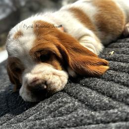 Orange boy - Red and white male Basset Hound puppy in Conway, Missouri from Ozark Mountain Kennel