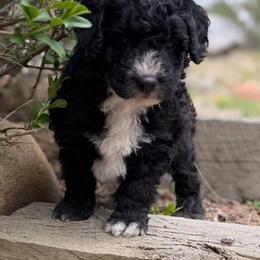 Cole - Black and white male Bernedoodle puppy in Monument, Colorado from Colorado Dreamin Doodles