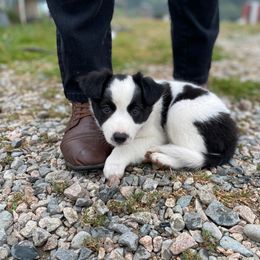 Border Collie Puppies from Hidey Hole Kennel