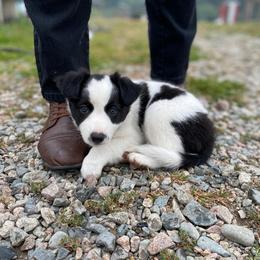 Border Collie Puppies from Hidey Hole Kennel