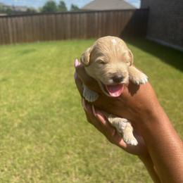 Blaze - Cream male Goldendoodle puppy in Forney, Texas from Cityline Goldendoodles