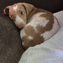 Dachshund Puppies from Sterling Dachshunds