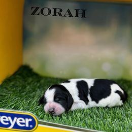 English Springer Spaniel puppies from C & S Farms