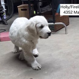Holly boy 4352 - Light golden male Golden Retriever puppy in Niles, Michigan from Family Raised Goldens