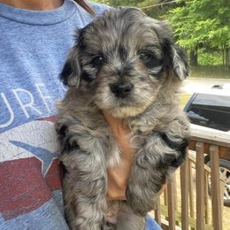 Aussiedoodles and Miniature Australian Shepherds from Dayspring Doodles NC