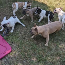 French Bulldog Puppies from G & K Frenchies LLC