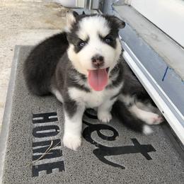 Maltese and Siberian Husky Puppies from Nyx’s Pack