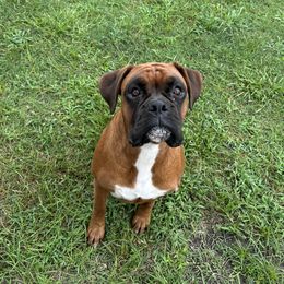 Boxer All Grown Up from Magen's Boxers