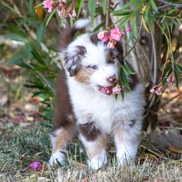 Australian Shepherd Puppies from Dream E River Ranch