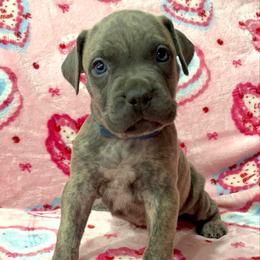 Stymie-blue - Brindle male Companion Cross puppy in Calimesa, California from Teakwoodpoodleofsocal
