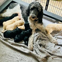 F1 Goldendoodle Yellow collar - Black female Goldendoodle puppy in Rainier, Washington from Hanson’s NW Goldens & Doodles
