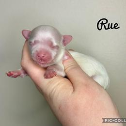 Rue - White female Maltese puppy in Morehead, Kentucky from Paw Perfect Pets