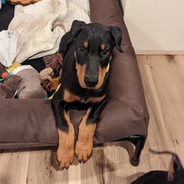 Doberman Pinscher Puppies from Allettare Dobermans