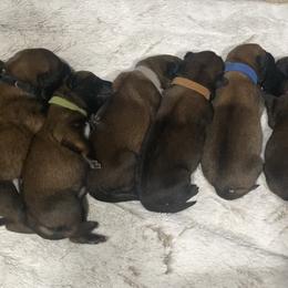 Belgian Malinois and German Shepherd Puppies from Madhouse’s Belgian Malinois and German Shepherds