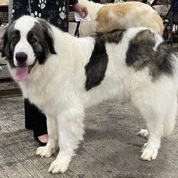 Pyrenean Mastiff All Grown Up from Bella Dulce