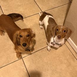 Dachshund puppies from Mighty Little Dachshunds