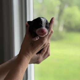 Light purple - Black rust and white female Bernese Mountain Dog puppy in Holland, New York from Must B Buffalo Berners