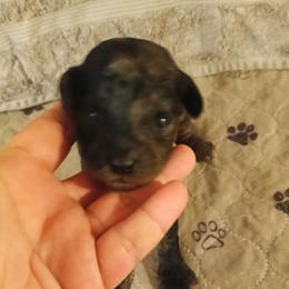 Boy three - Merle male Cavapoo puppy in East Providence, Rhode Island from Marta's Cavaliers