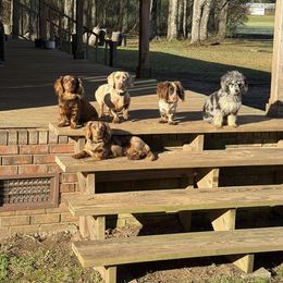 Dachshund Puppies from Vera Ruth Farms