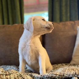 Polar - Yellow male Labrador Retriever puppy in Sweet Home, Oregon from Snowpeak English Labradors