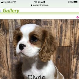 Cavalier King Charles Spaniel Puppies from Christina’s Cavaliers