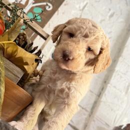 Apollo - Cream male Goldendoodle puppy in Arlington, Texas from Chambers Doodle Patch