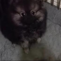 Coco - Wolf sable male Pomeranian puppy in Downers Grove, Illinois from Forever Pomeranians