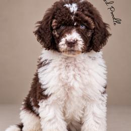Phil (Service Dog Prospect) - Parti male Poodle puppy in Spring Hills, Florida from The Olympus Standard Poodle