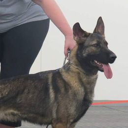 German Shepherds from RoseHaven Kennel