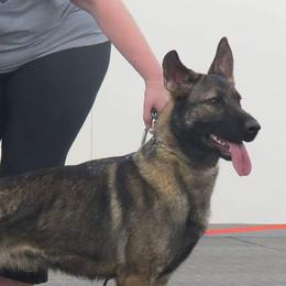 German Shepherds from RoseHaven Kennel