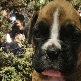 Girl 2 - Boxer puppy from Meredith's Boxer Puppies