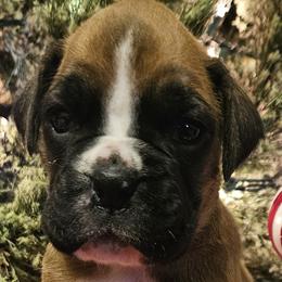 Girl 2 - Boxer puppy from Meredith's Boxer Puppies