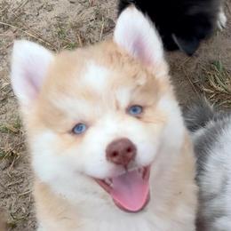 Mustang - Wolf sable male Pomsky puppy in Spring Hill, Florida from PDQ Pomskies