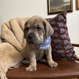 Slate - Gray and fawn male Cane Corso puppy in Utah from 3Lake Kennelz