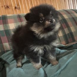 Pomeranian Puppies from Tiny Paw Pomeranians