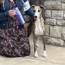 Jane - Whippet