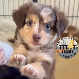 Dot - Red merle female Miniature Australian Shepherd puppy in Tucson, Arizona from TTTNT Aussies