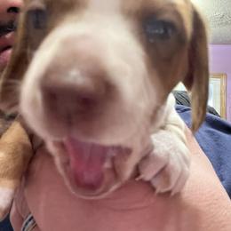 Dachshund Puppies from Witchy Woman’s Wiener’s